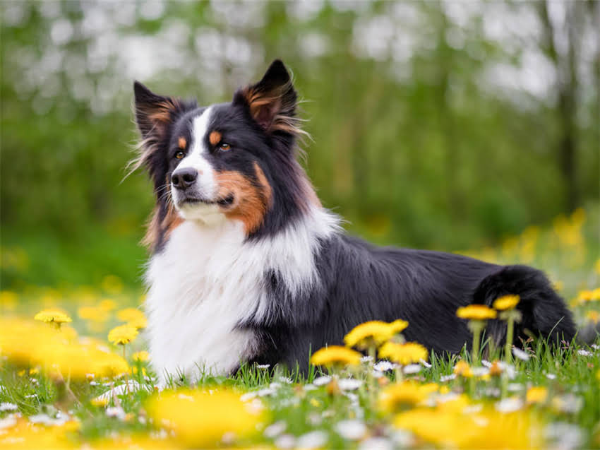 图片 白色博美VS银狐全！对比指南教你选对毛孩子养宠必看2.jpg