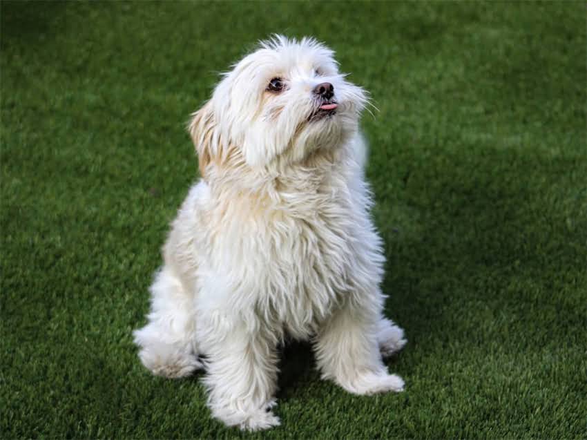 图片 白色拉布拉多犬饲养全攻略：从选购到训练的必备指南（附健康养护与行为矫正技巧）1.jpg