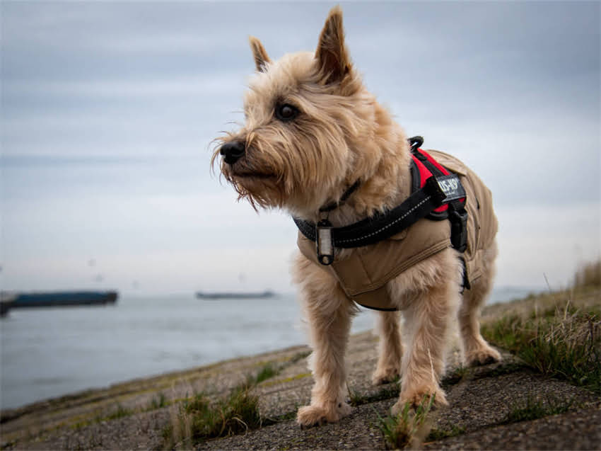 图片 白色比熊犬起名指南：科学选名技巧+200个高萌名字推荐.jpg