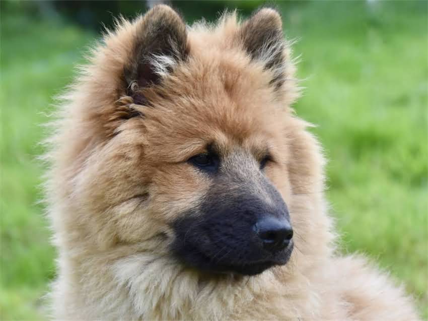 图片 白贵宾幼犬毛不白怎么办？5大原因及科学养护指南1.jpg