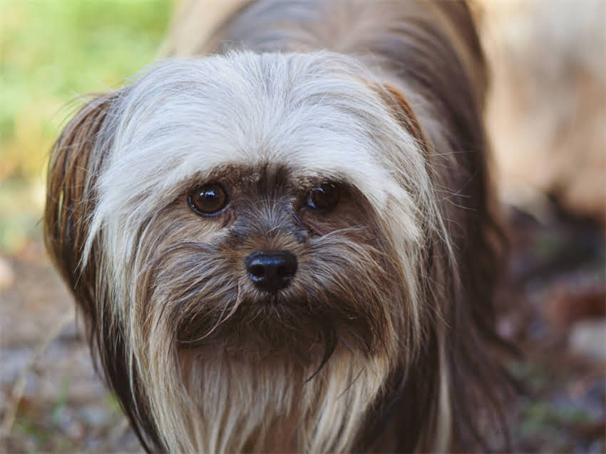 图片 百娜绮猫粮口碑：成分优缺点适用猫种全测评（附选购指南）2.jpg