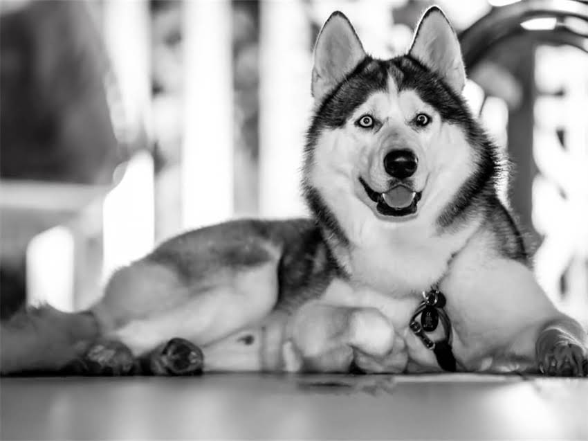 图片 百德加猫粮品牌深度：德国技术+中国智造，全球畅销猫粮的苏州生产基地与品质保障体系1.jpg