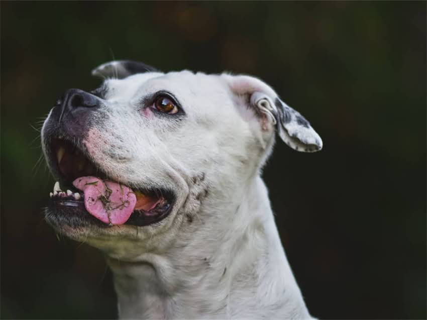 图片 皇家VS渴望：高端狗粮成分对比与选购指南，如何选对营养配比？.jpg