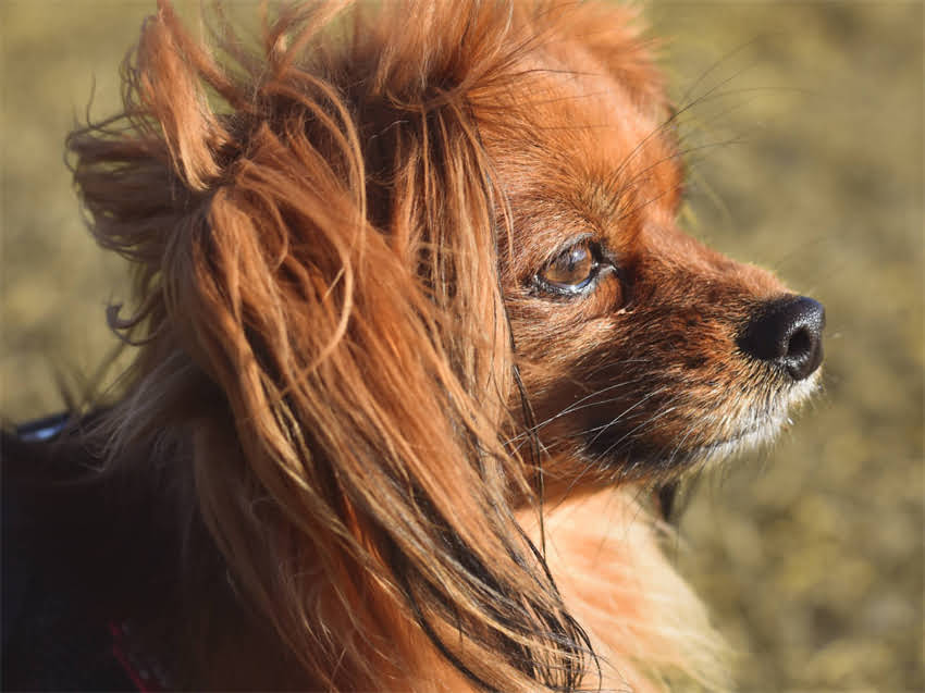 图片 皇家VS渴望：高端狗粮成分对比与选购指南，如何选对营养配比？1.jpg