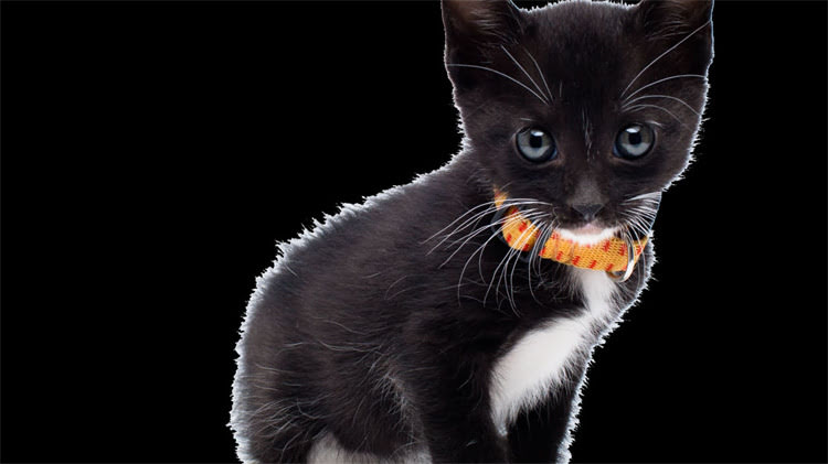 图片 皇家VS渴望：高端狗粮成分对比与选购指南，如何选对营养配比？2.jpg