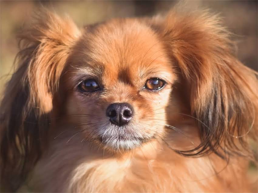 图片 皇家vs冠能狗粮深度对比：哪个更适合您的爱犬？成分适口性价格全2.jpg
