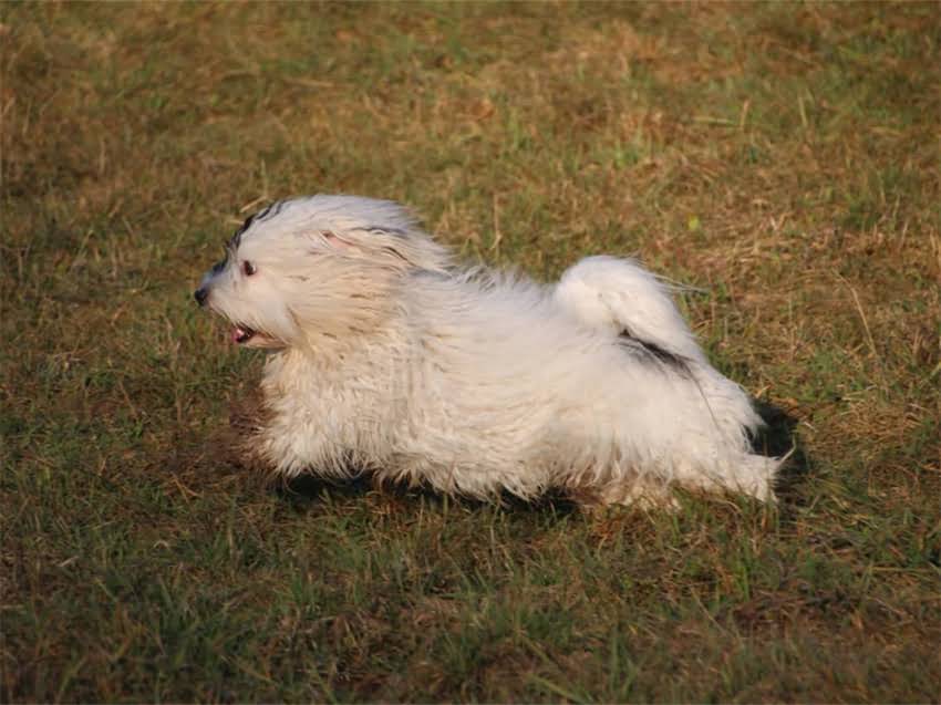 图片 皇家幼猫粮K36成分表深度：6大核心营养+科学喂养指南（附产品对比）.jpg