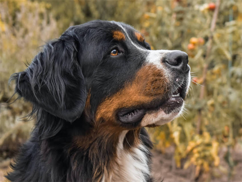 图片 皇家幼猫粮款全：5大系列+科学配方推荐，新手养猫必看.jpg