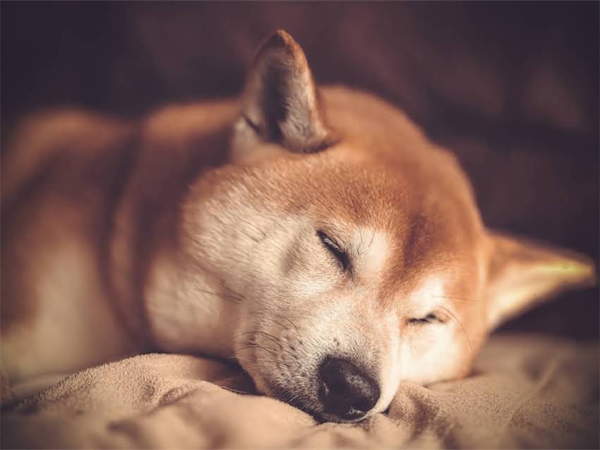 图片 皇家幼猫粮款全：5大系列+科学配方推荐，新手养猫必看1.jpg