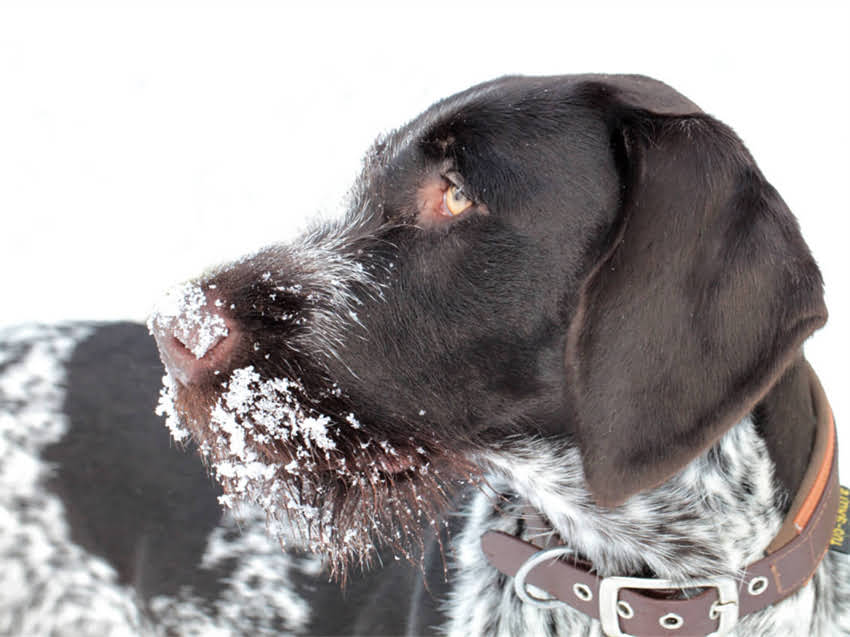 图片 皇家狗粮官方客服电话是多少？最新购买指南及常见问题解答（北京上海广州）.jpg