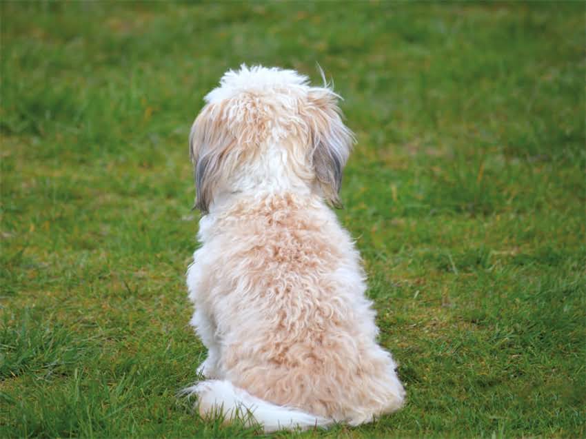 图片 皇家狗粮官方客服电话是多少？最新购买指南及常见问题解答（北京上海广州）1.jpg