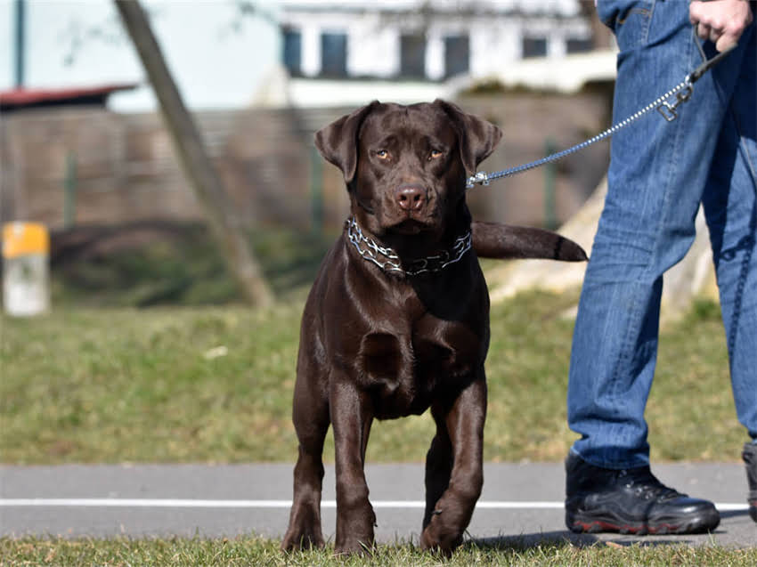 图片 皇家狗粮导致泪痕？5大科学应对方案+饮食调整指南，让爱宠眼睛明亮无痕痕！1.jpg