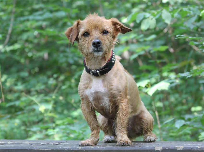 图片 皇家狗粮导致泪痕？5大科学应对方案+饮食调整指南，让爱宠眼睛明亮无痕痕！2.jpg