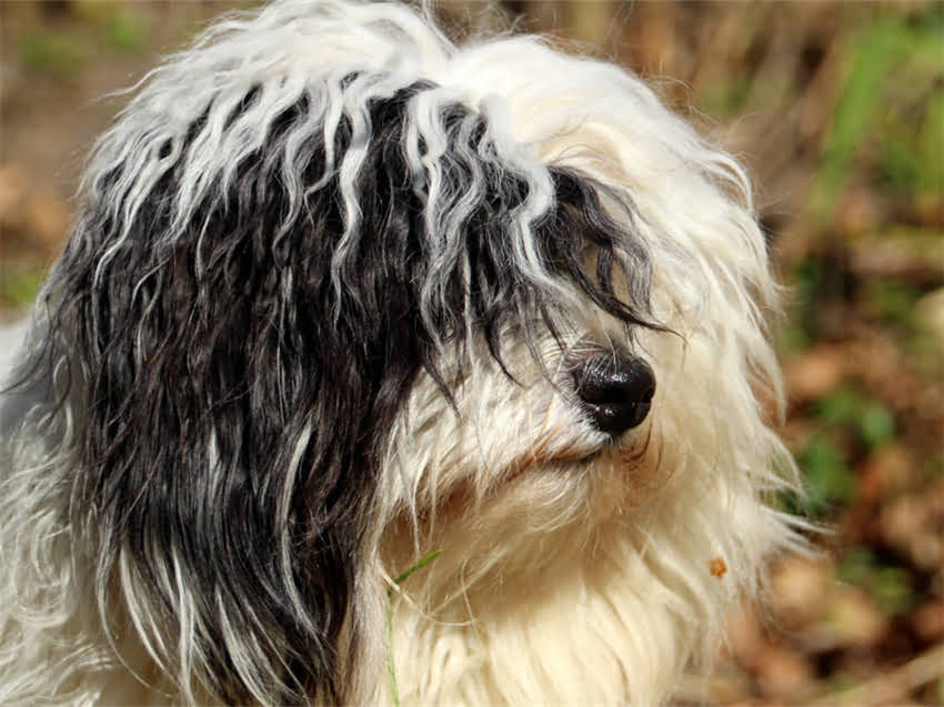 图片 皇家美短猫粮成分表深度：如何挑选适合的宠物主粮？附营养对比表2.jpg