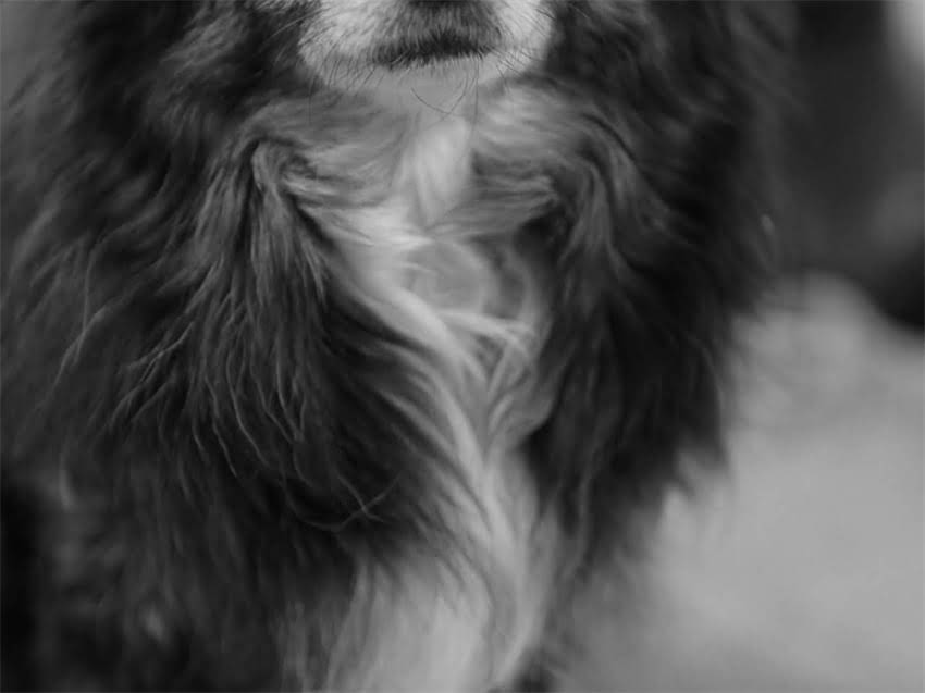 图片 真实案例还原：阿拉斯加犬突袭引发的皮肤损伤事件.jpg
