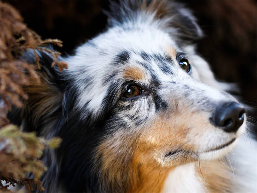 图片 真实案例还原：阿拉斯加犬突袭引发的皮肤损伤事件2.jpg