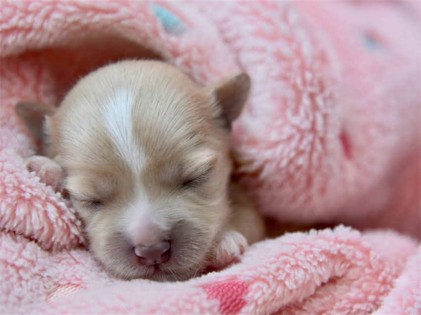 图片 眼镜小猫全国加盟条件：低门槛+高回报，官方最新政策解读.jpg