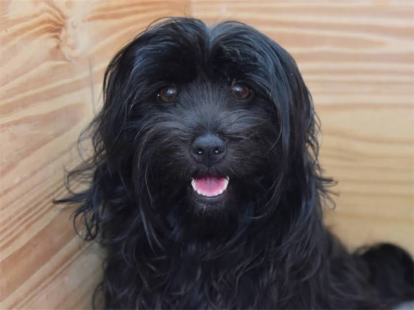 图片 眼镜小猫全国加盟条件：低门槛+高回报，官方最新政策解读2.jpg