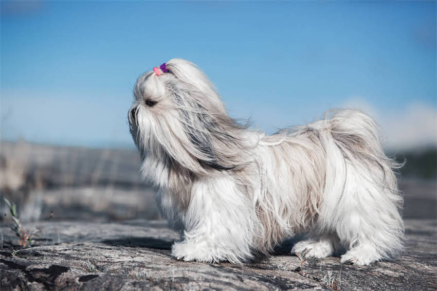 图片 石家庄哪里买狗粮？最新推荐+全攻略：实体店地址+线上平台+选购技巧2.jpg