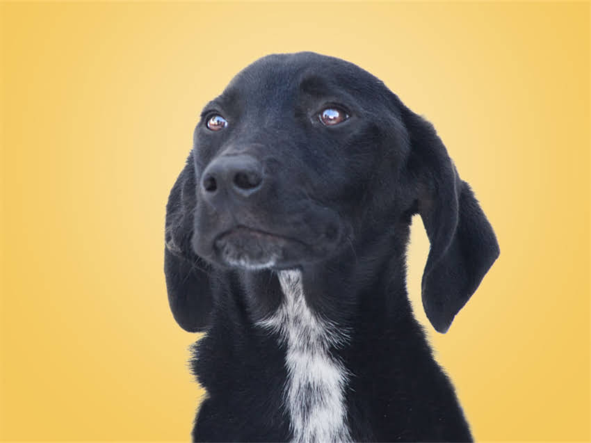 图片 社高幼犬训练全攻略：从基础社交到服从训练的5大黄金法则（附推荐训练视频）2.jpg