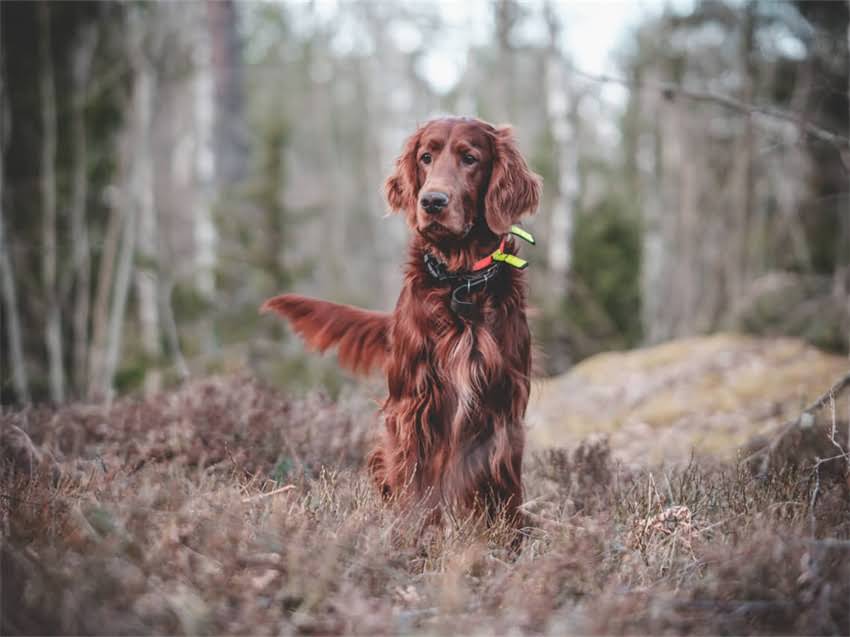 图片 福摩三文鱼鸭肉猫粮怎么样？超全评测与选购指南（附真实用户反馈）1.jpg