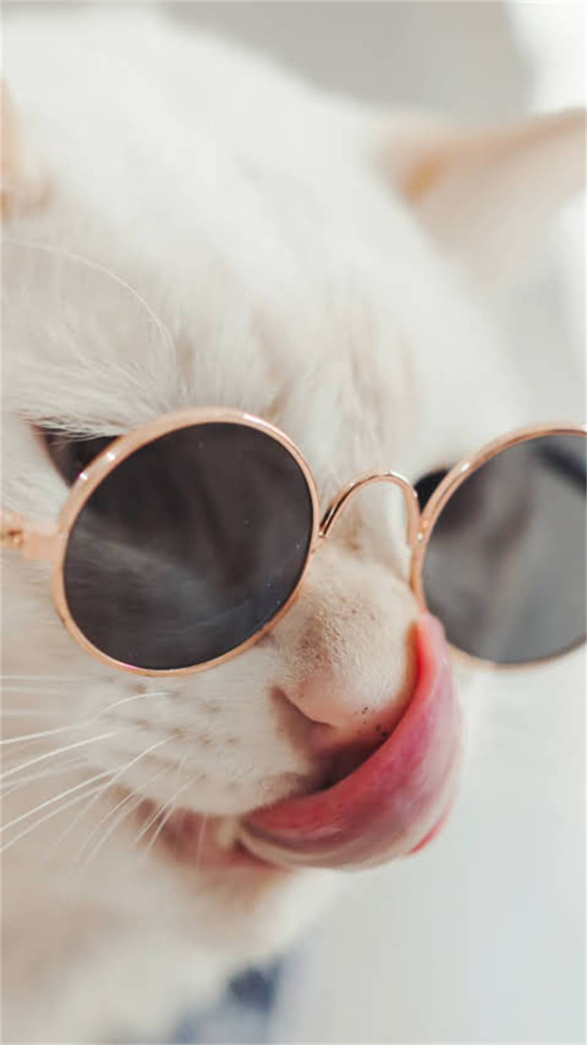 图片 秋田犬是否容易训练？训犬误区与科学方法（附120天训练指南）1.jpg