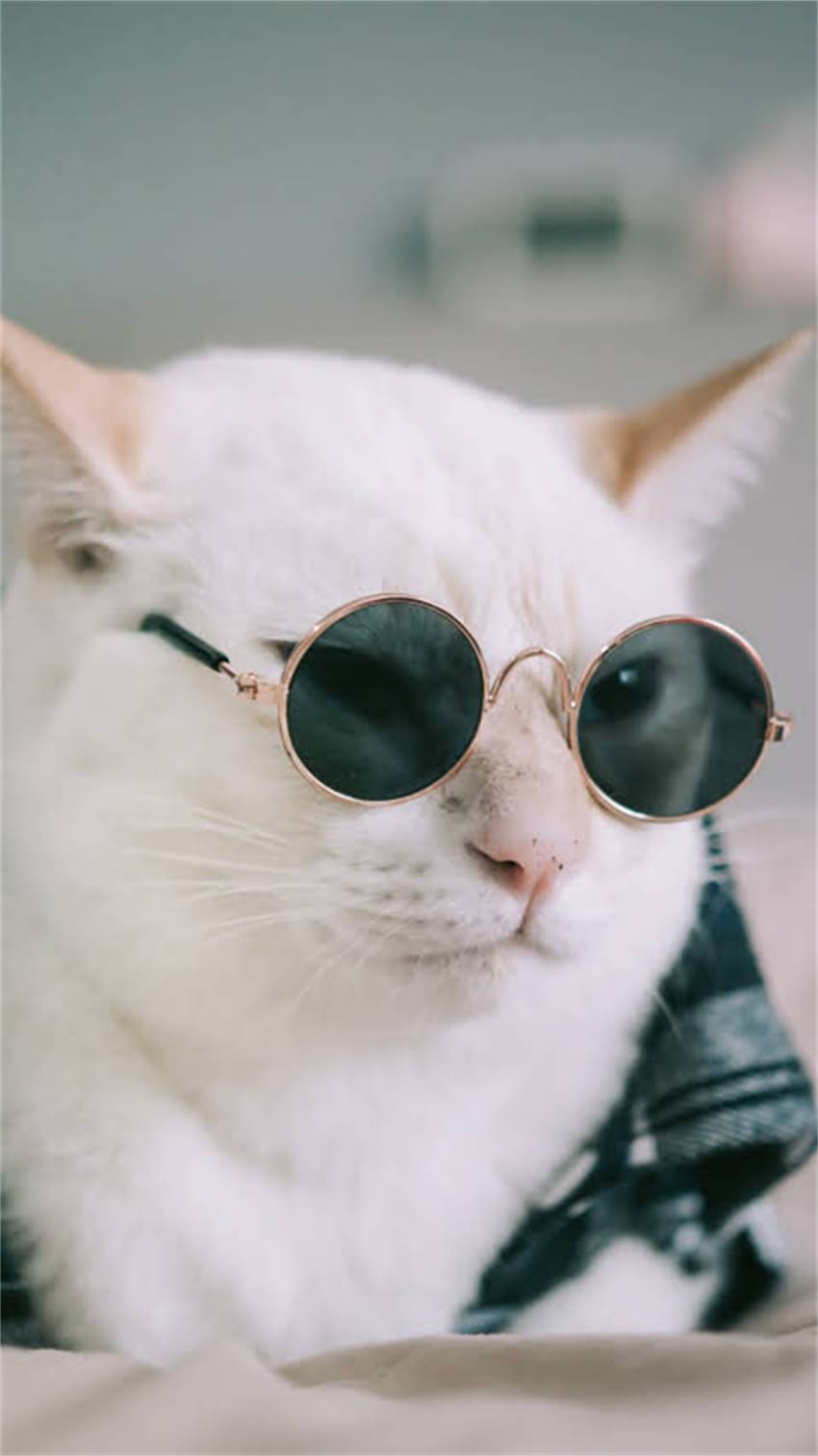 图片 秋田犬是否容易训练？训犬误区与科学方法（附120天训练指南）2.jpg