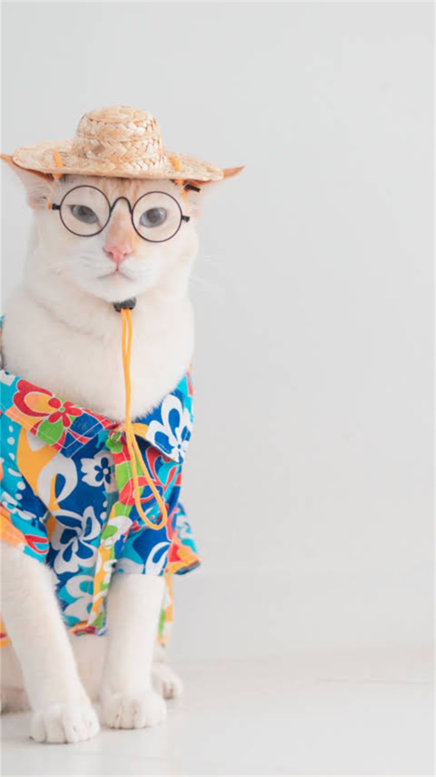 图片 科学GO猫粮全系列深度测评：成分、适口性与性价比大公开！附选购指南.jpg