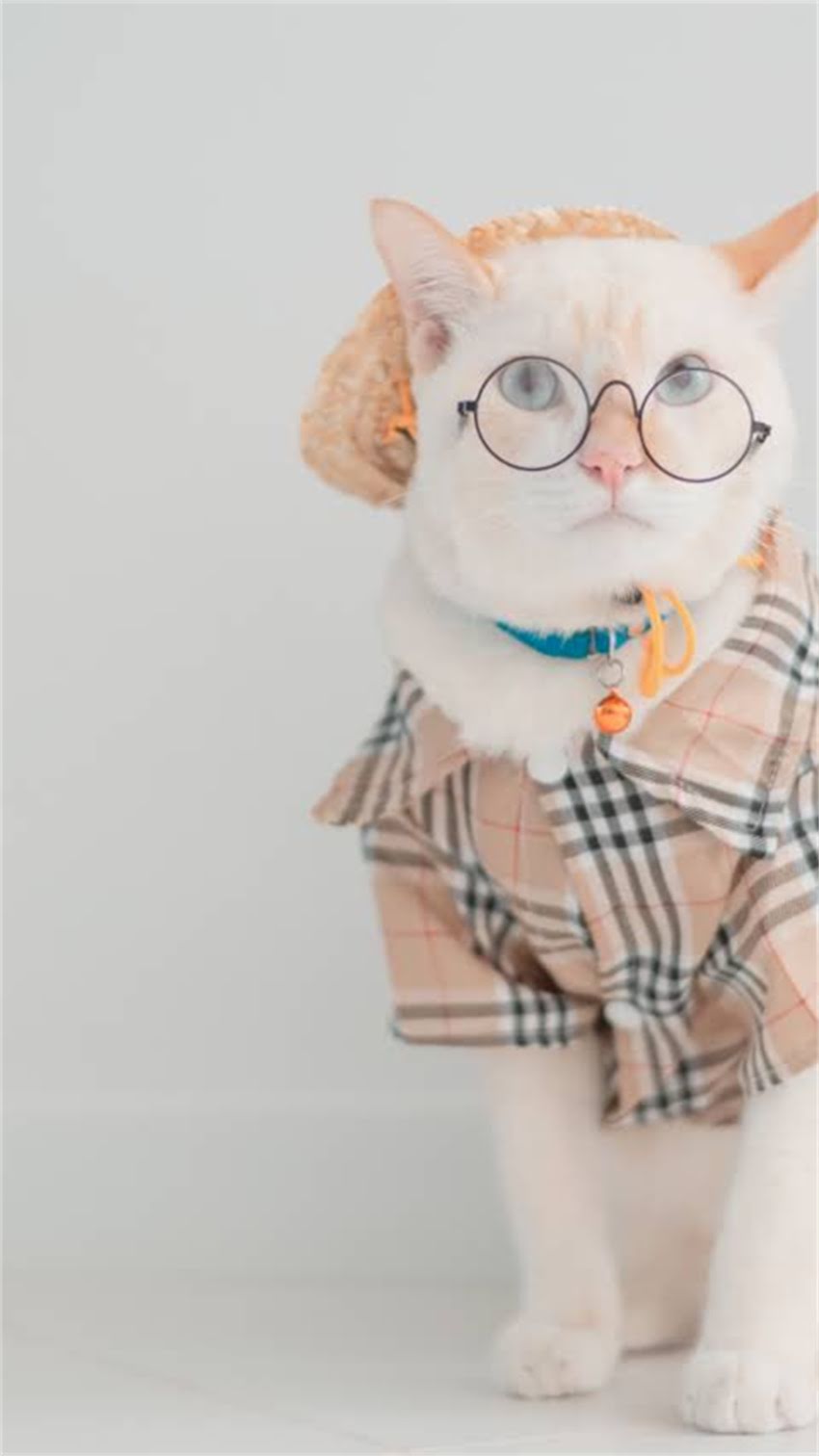 图片 科学GO猫粮全系列深度测评：成分、适口性与性价比大公开！附选购指南2.jpg