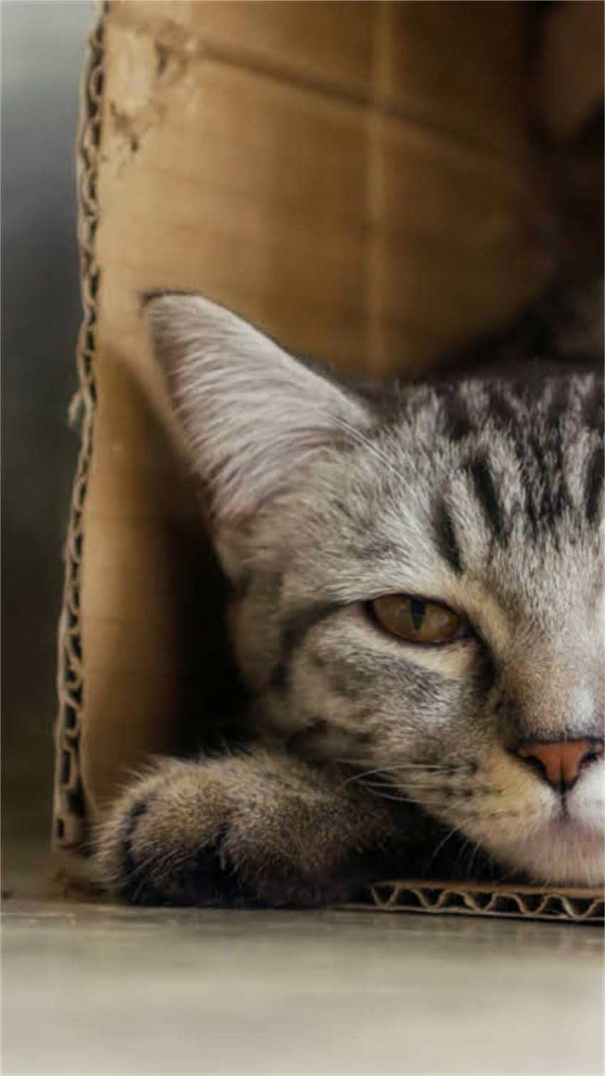 图片 科学喂养指南小狗出生几天可以吃饭？不同阶段的喂养要点与营养方案2.jpg