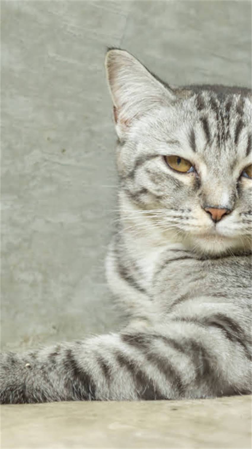 图片 科学喂养指南小鹿犬每日喂食量精准计算法：不同月龄喂食标准+易忽视的三大喂养误区.jpg