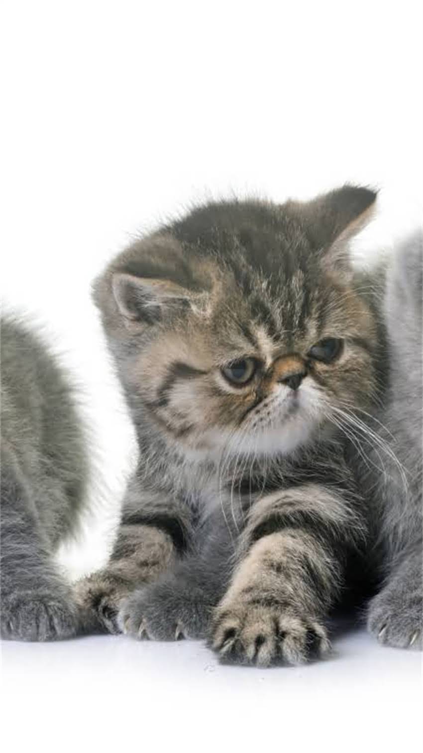 图片 科学喂养还是天职？家猫吃猫粮是否影响捕鼠能力.jpg