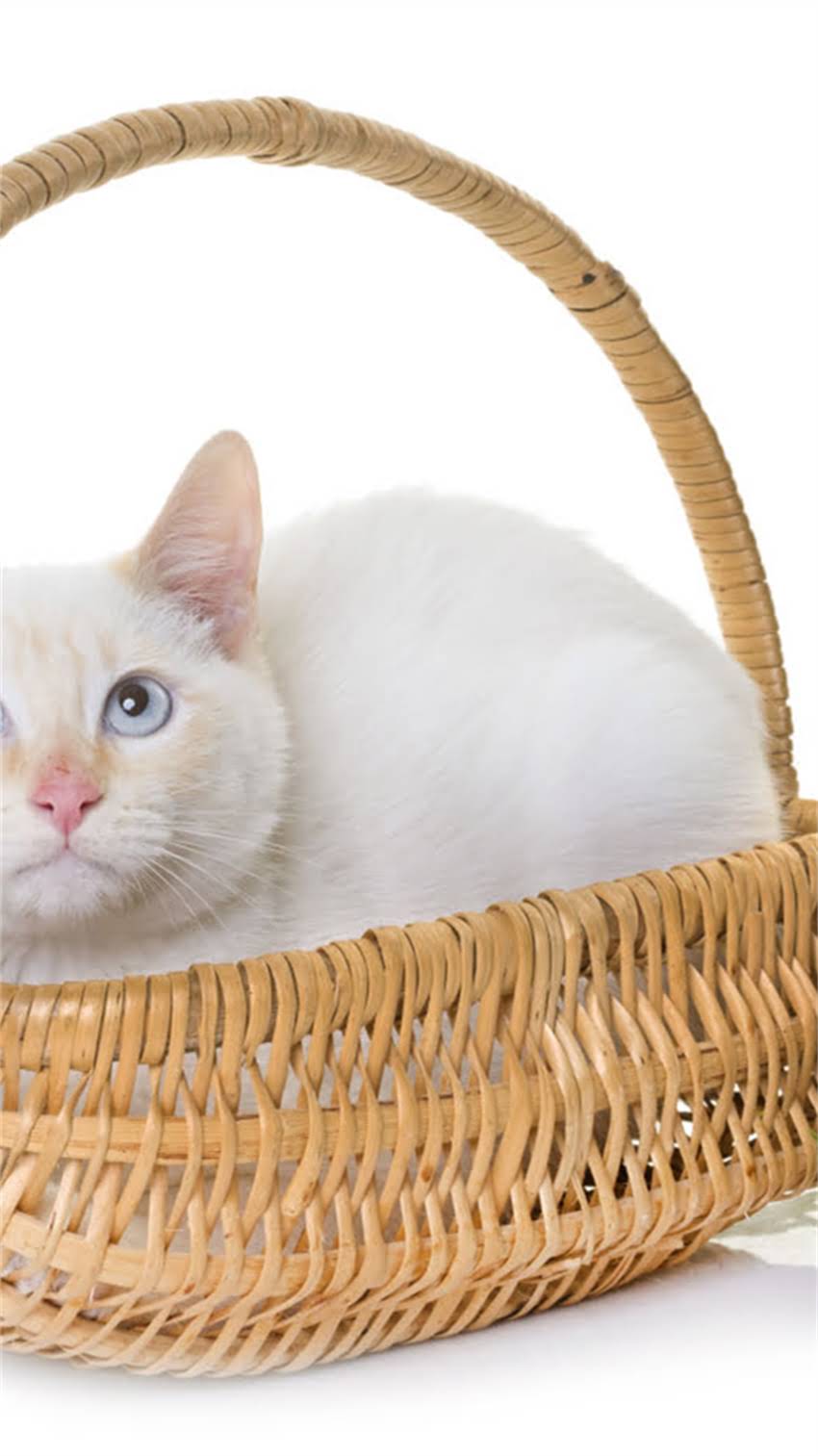 图片 科学喂养还是天职？家猫吃猫粮是否影响捕鼠能力1.jpg