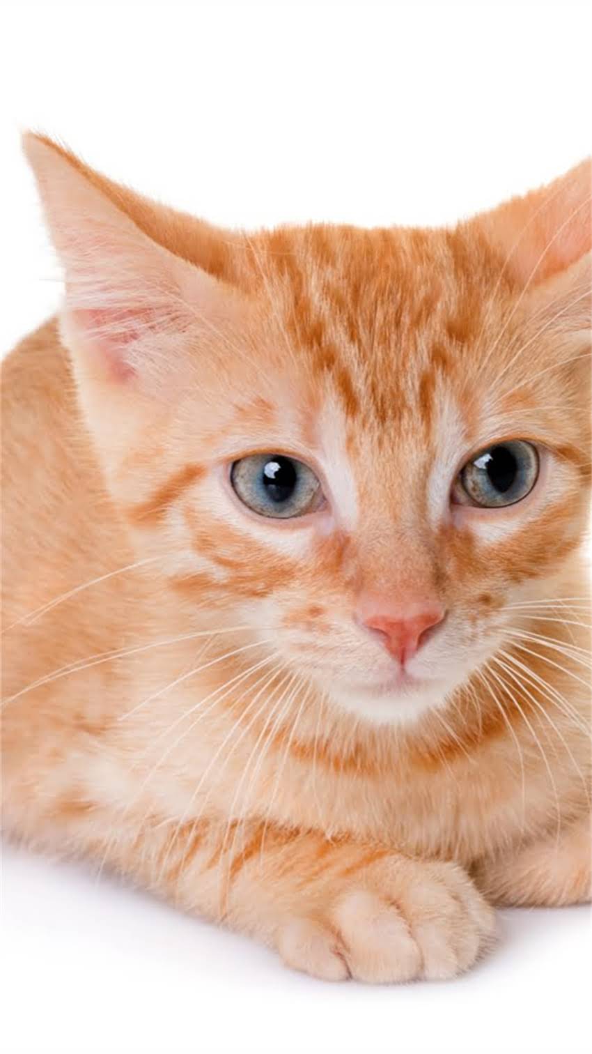 图片 科学换粮周期对猫咪健康的影响及实操指南.jpg