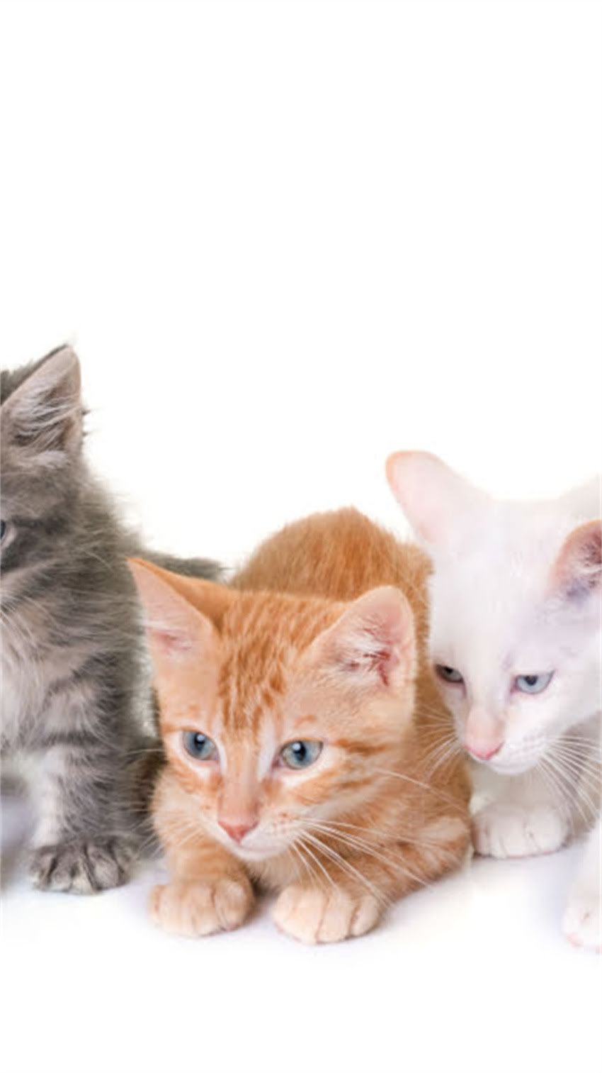 图片 科学换粮周期对猫咪健康的影响及实操指南2.jpg