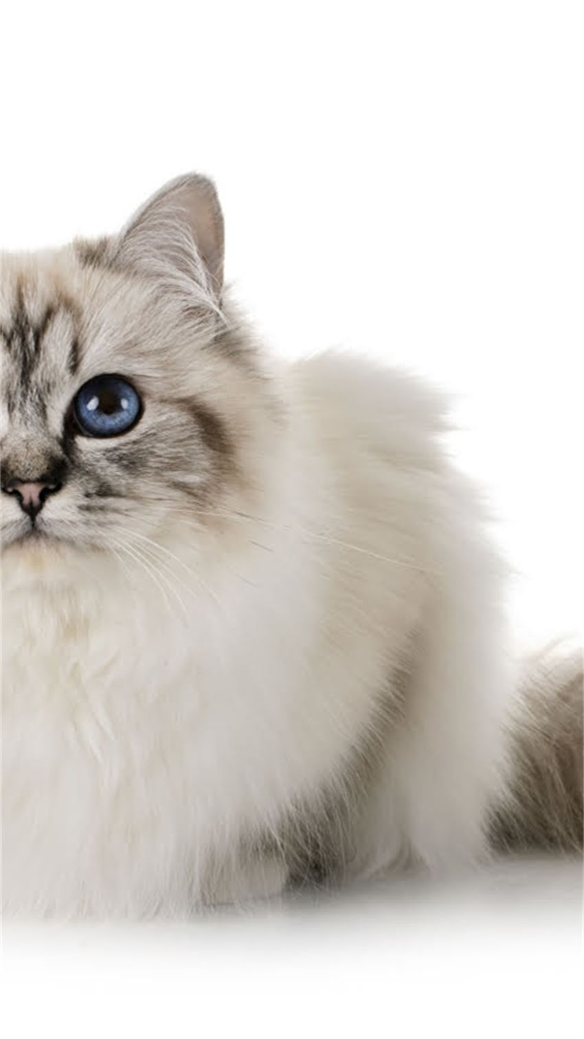 图片 科学接种指南：成年犬疫苗最佳时间表及全攻略（附疫苗类型与注意事项）.jpg