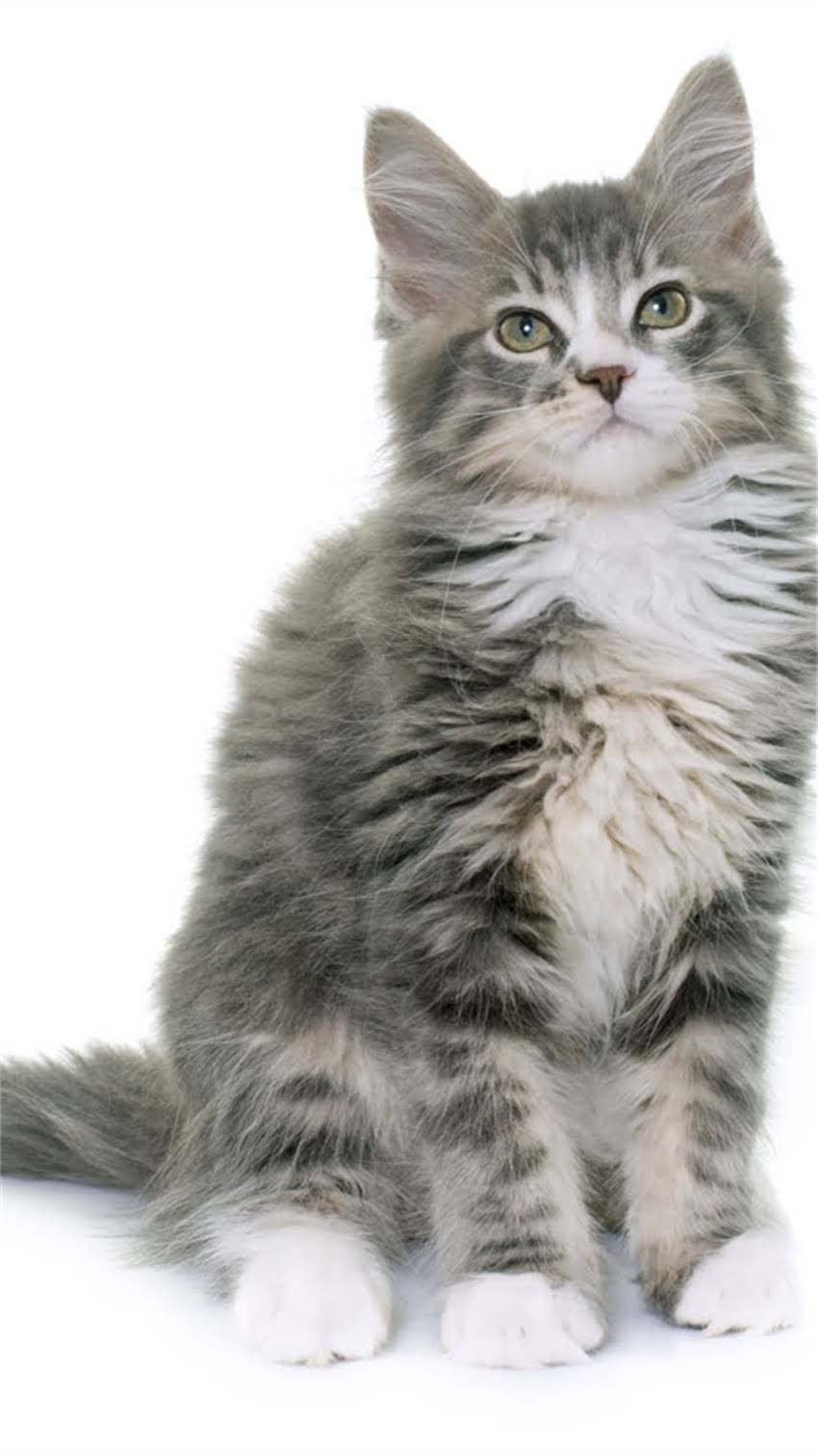 图片 科学补充指南：狗狗微量元素的5大黄金喂食法则与营养搭配.jpg