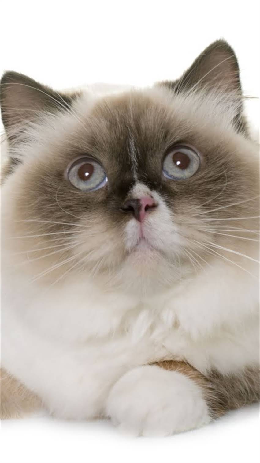 图片 科学补充指南：狗狗微量元素的5大黄金喂食法则与营养搭配1.jpg