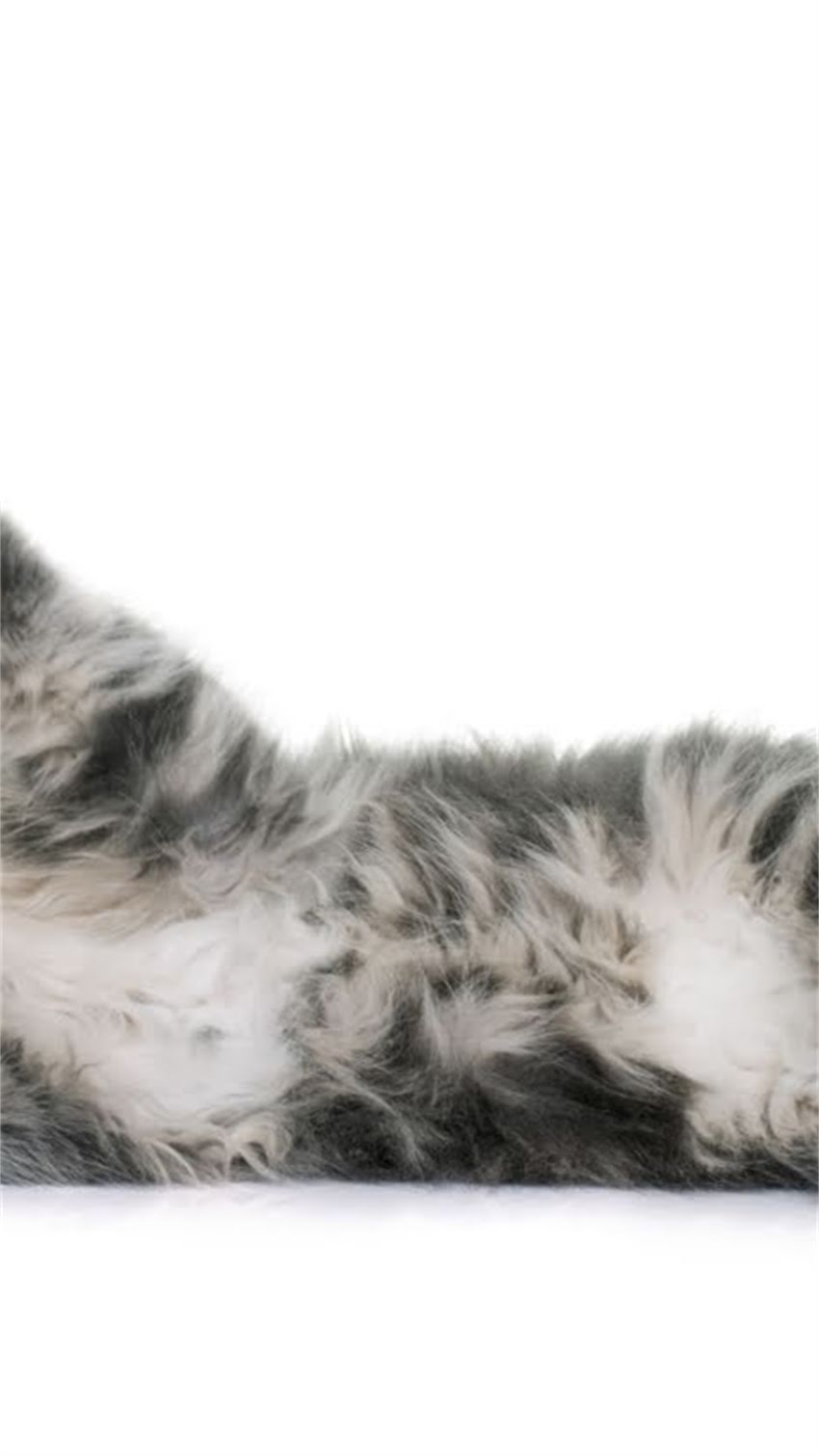 图片 科学补充指南：狗狗微量元素的5大黄金喂食法则与营养搭配2.jpg