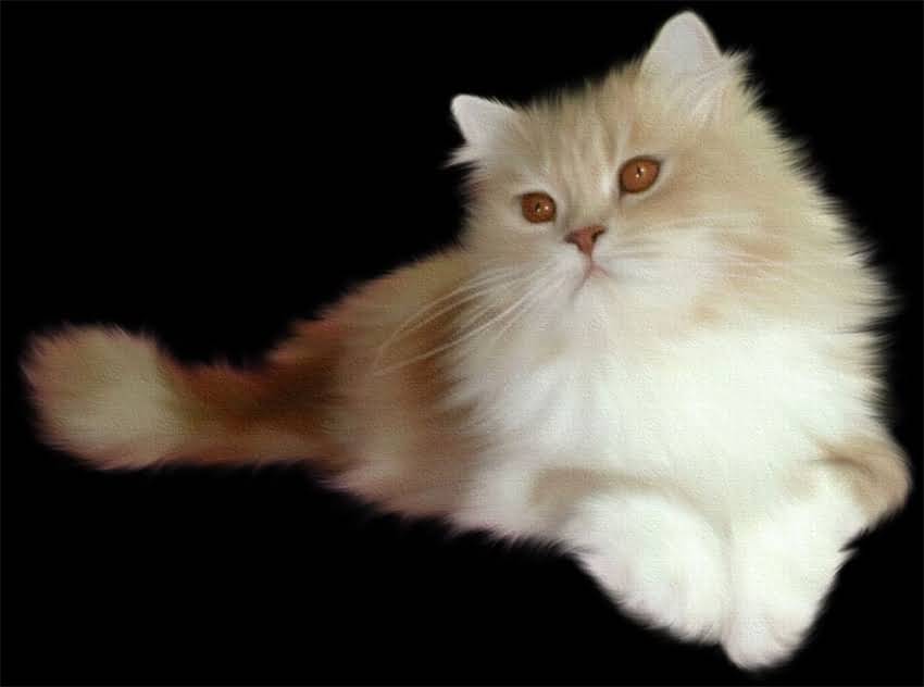 图片 科学解读：龙猫会传染狂犬病吗？专家解答与防护指南.jpg
