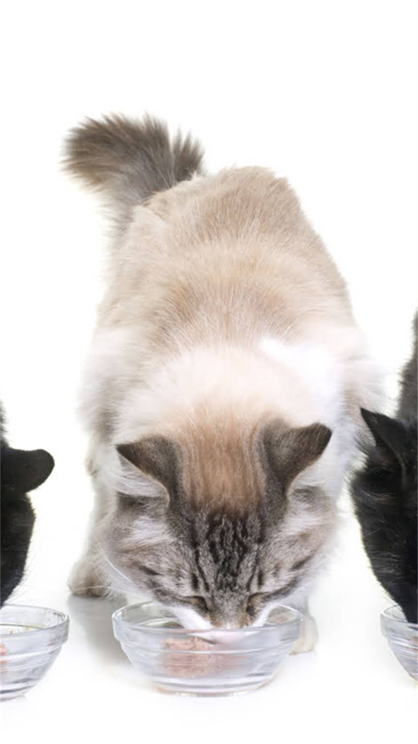 图片 科学解读：龙猫会传染狂犬病吗？专家解答与防护指南1.jpg