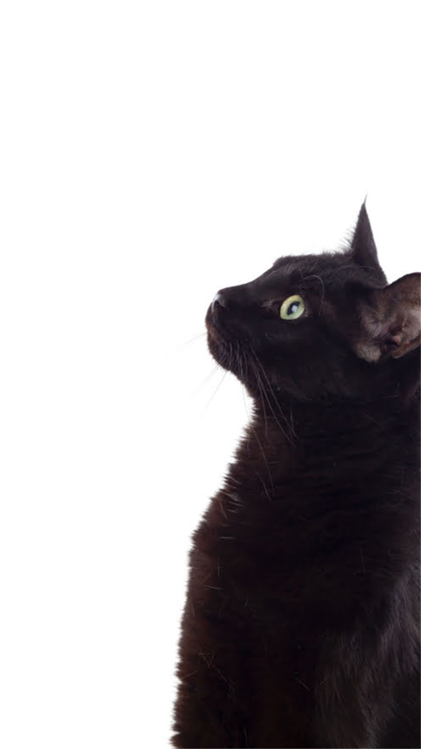图片 科学解读：龙猫会传染狂犬病吗？专家解答与防护指南2.jpg