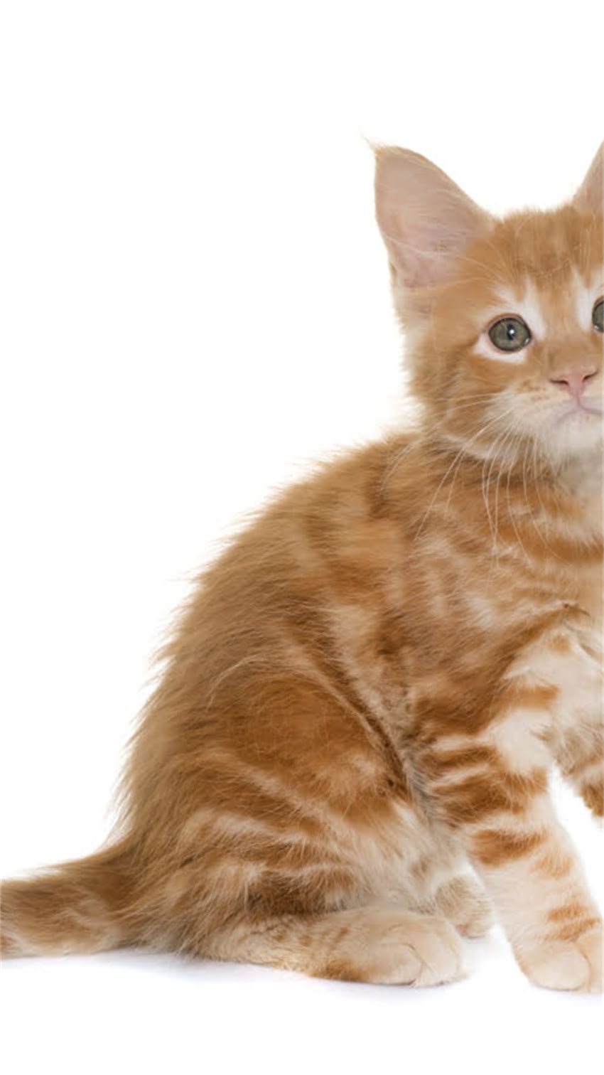 图片 科学训练狗狗破坏行为：分解5大有效方法，打造和谐家庭养护指南2.jpg