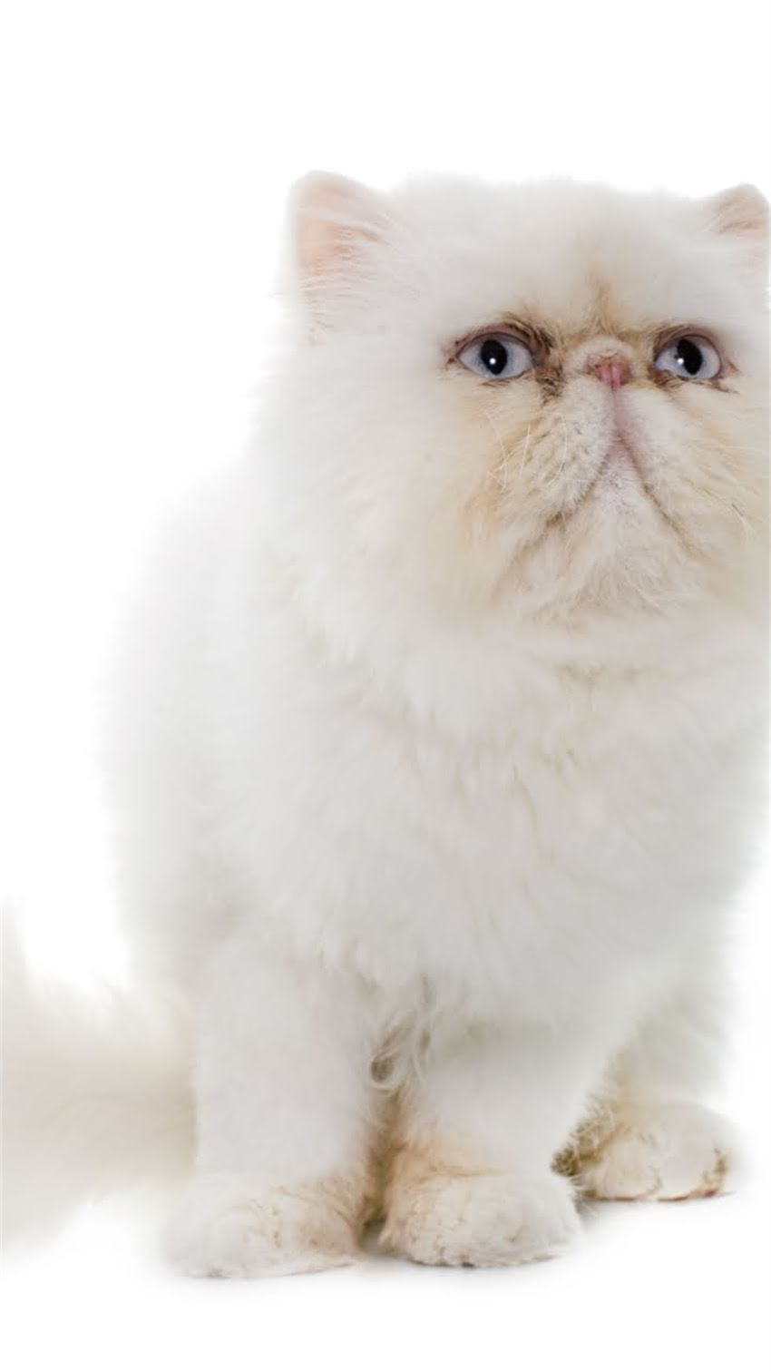 图片 科学选购指南10大热门猫粮品牌对比评测：营养配方与成分分析全2.jpg