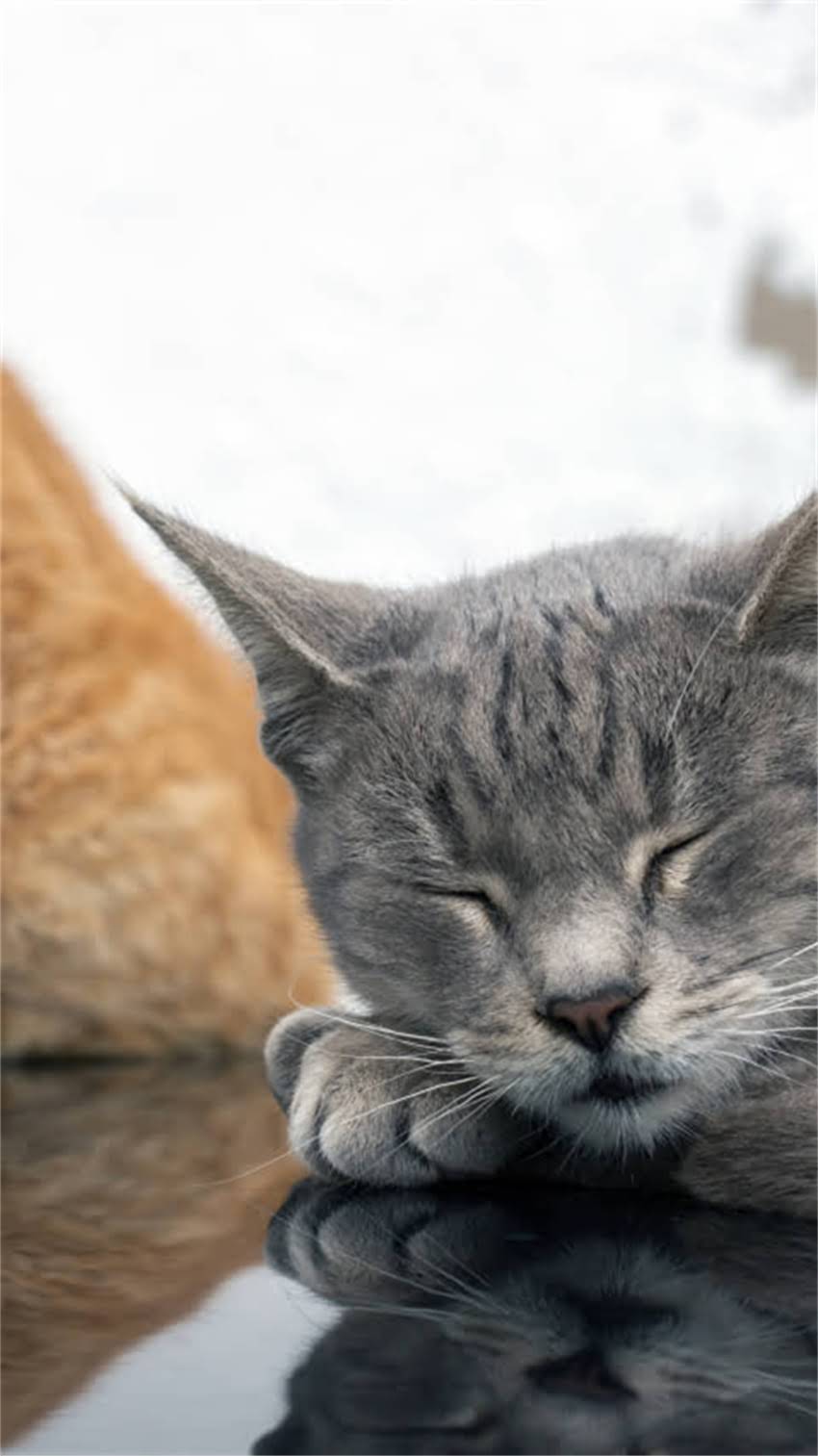 图片 米色拉布拉多犬最新参考价及选购全攻略：从血统到饲养成本深度.jpg