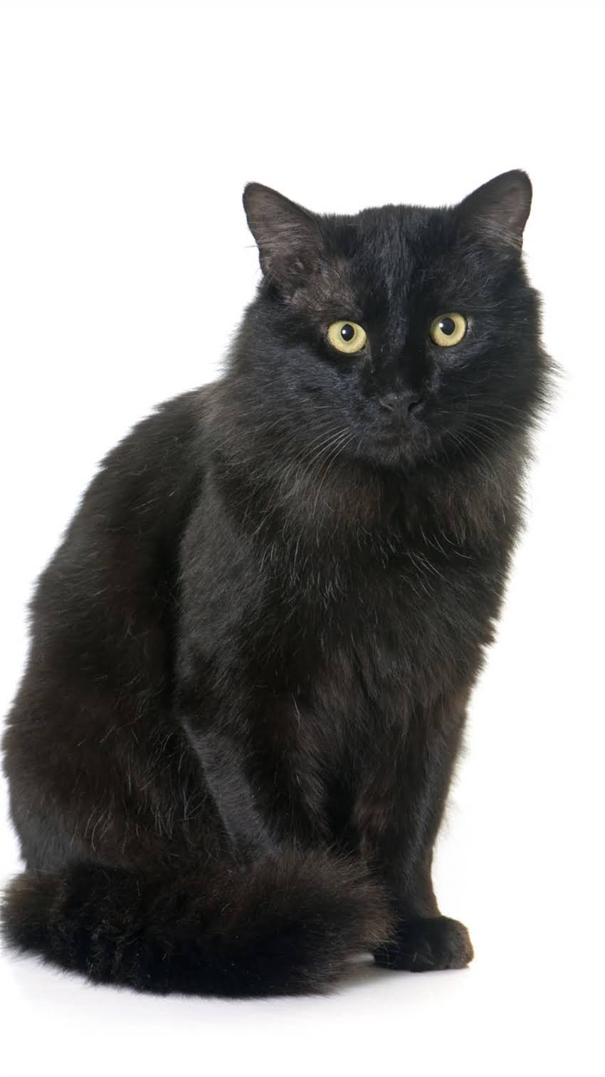 图片 米色拉布拉多犬最新参考价及选购全攻略：从血统到饲养成本深度2.jpg