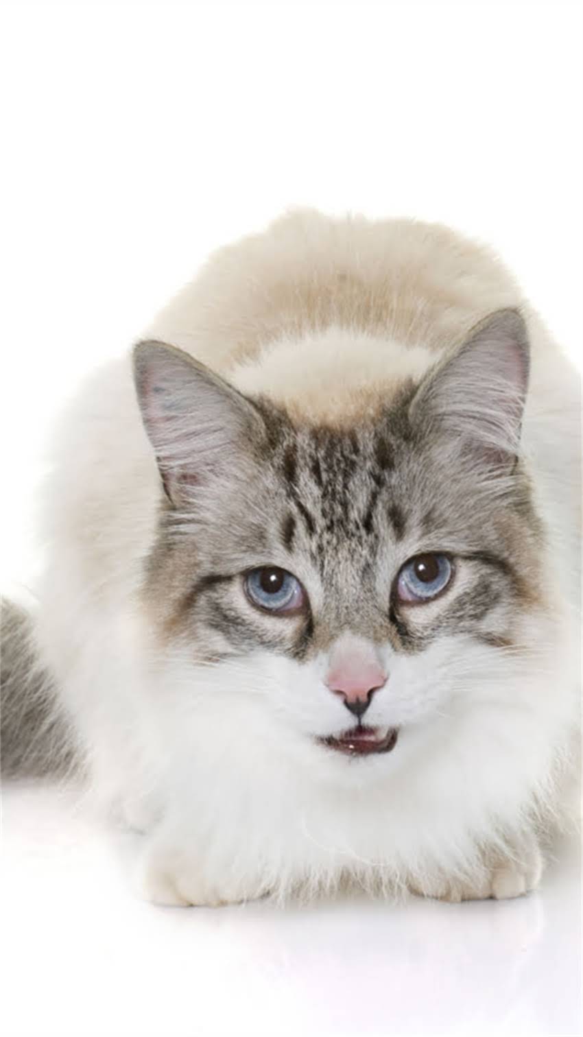 图片 米色龙猫与粉白龙猫科学配对指南：品种对比、繁育要点及市场前景分析（最新版）.jpg