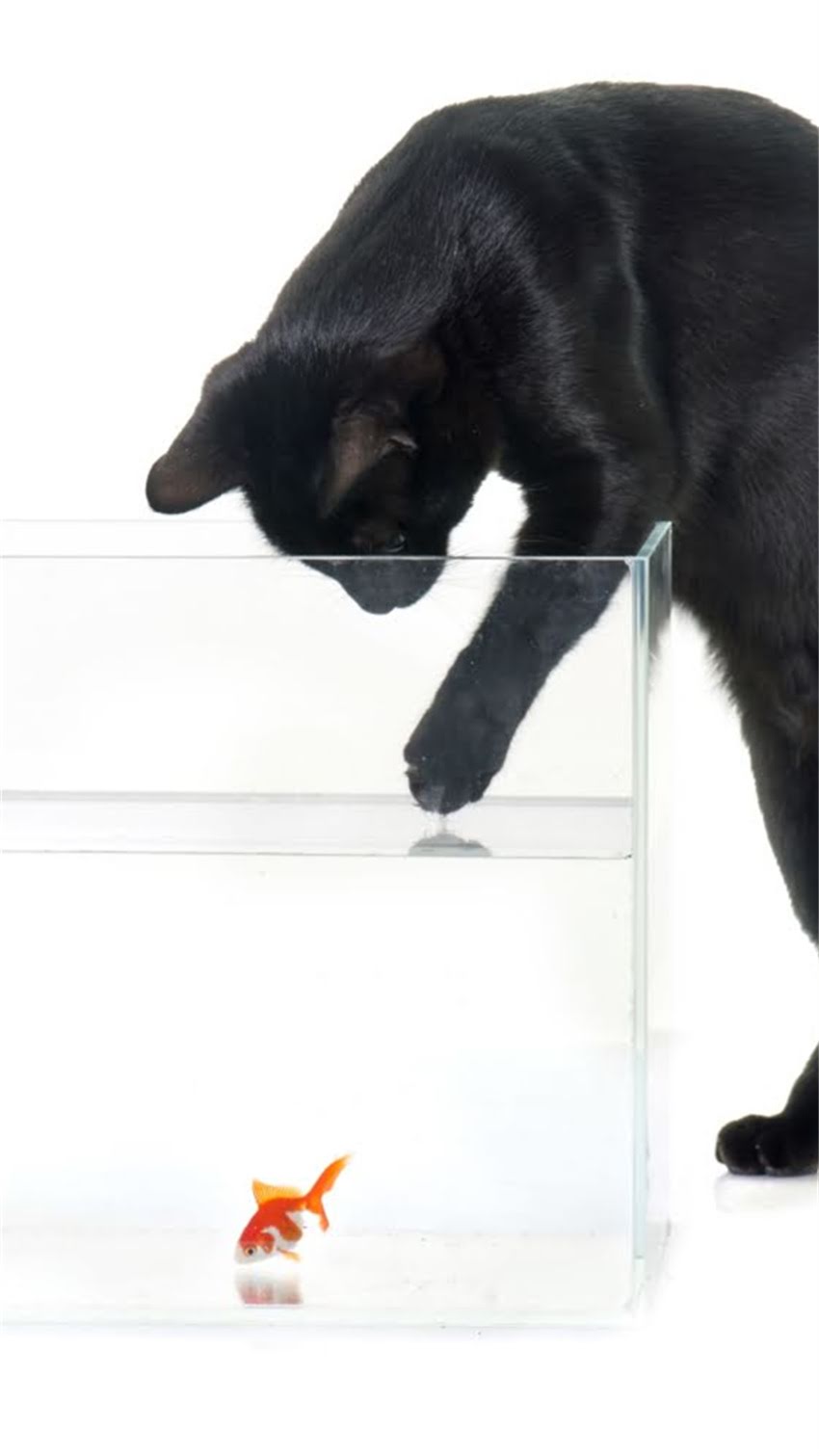 图片 米色龙猫与粉白龙猫科学配对指南：品种对比、繁育要点及市场前景分析（最新版）2.jpg