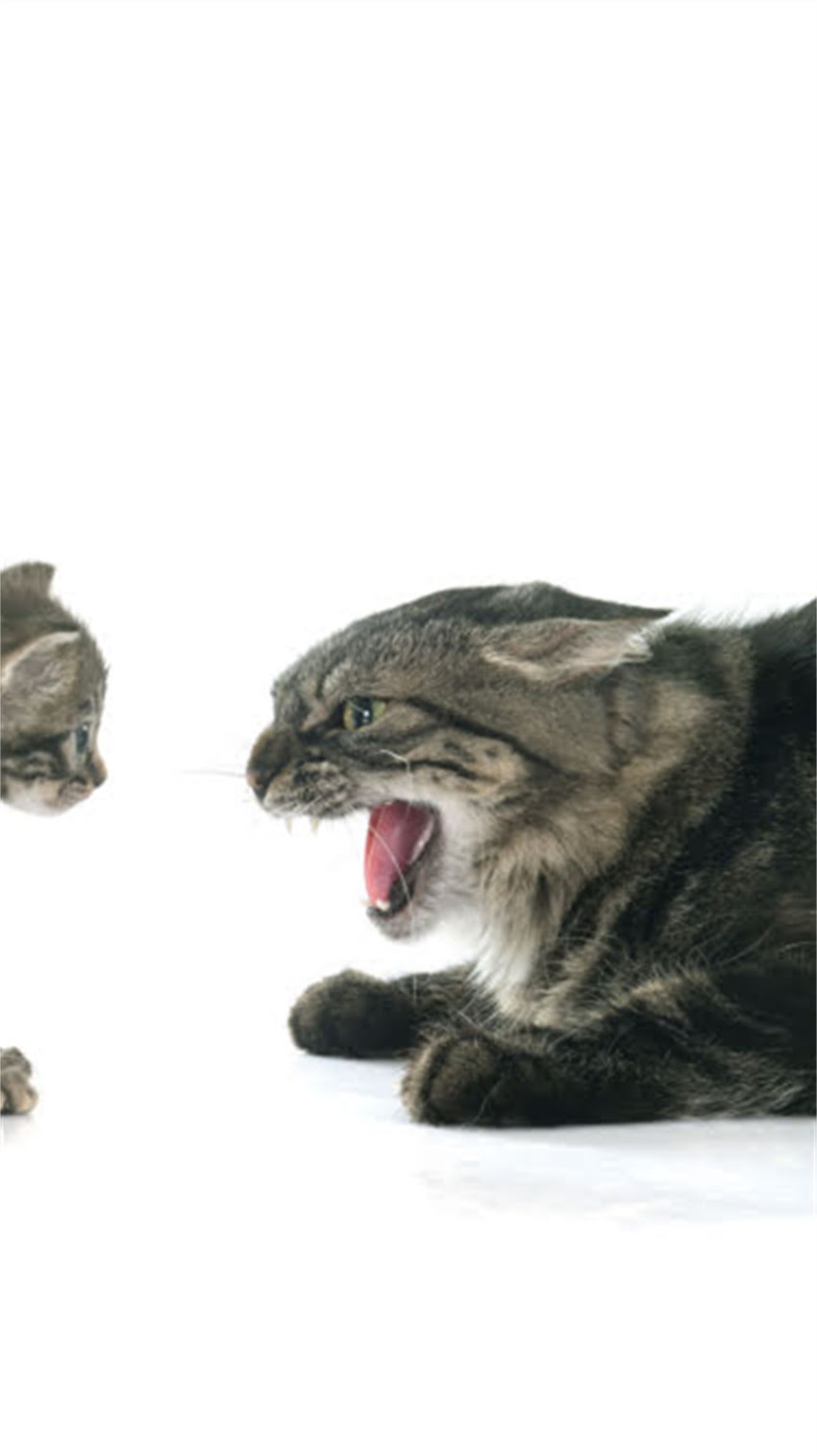 图片 素力高猫粮官方授权团购批发价格表：最新促销+正品保障+区域配送1.jpg