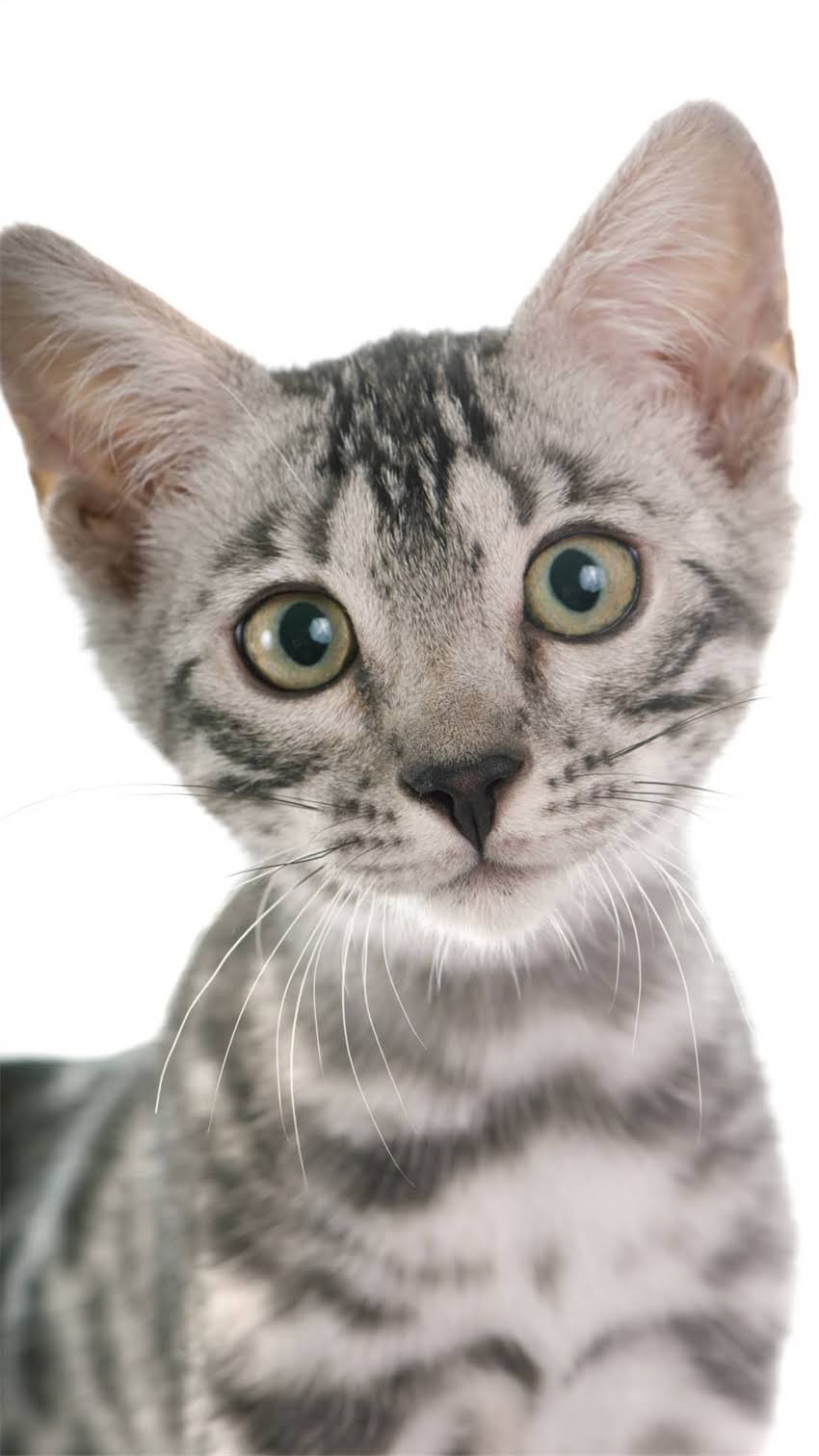 图片 素力高猫粮官方授权团购批发价格表：最新促销+正品保障+区域配送2.jpg